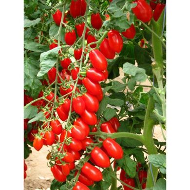 Коліна F1 - насіння томата, 250 шт, Esasem 95197 фото