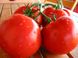 Таня F1 - насіння томата, 1000 шт, Seminis 90179 фото 1