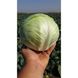 Коронет F1 - насіння білоголової капусти, 1000 шт, Sakata 56748 фото 4