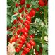 Коліна F1 - насіння томата, 250 шт, Esasem 95197 фото 2