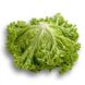 Лозано - насіння салату, 5000 шт (драже), Rijk Zwaan 53341 фото 1
