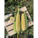 Акведук F1 - семена кукурузы биколор, 25 000 шт, Spark Seeds 64880 фото 1