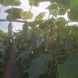 Кассіус F1 - насіння огірка, 100 шт, ZKI 52821 фото 4
