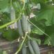 Кассіус F1 - насіння огірка, 1000 шт, ZKI 52823 фото 2