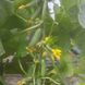 Кассіус F1 - насіння огірка, 1000 шт, ZKI 52823 фото 3