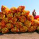Яніка F1 - насіння солодкого перцю, 1000 шт, Kitano 25895 фото 2