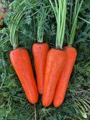 Йорк F1 - семена моркови, 25 000 шт (1.8-2.0), Spark Seeds 47900 фото