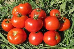 Лоджейн F1 - насіння томата, 500 шт, Enza Zaden 11260 фото