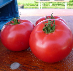 Афен F1 - насіння томата, 1000 шт, Clause 52327 фото