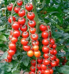 Арома F1 - насіння томата, 100 шт, Yuksel seeds 1013316678 фото
