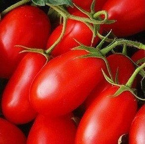Хайпіл 108 F1 - насіння томата, 1000 шт, Seminis 11338 фото