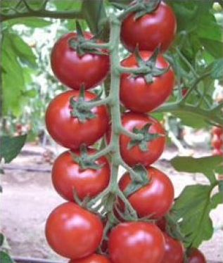 Арома F1 - семена томата, 100 шт, Yuksel seeds 1013316678 фото