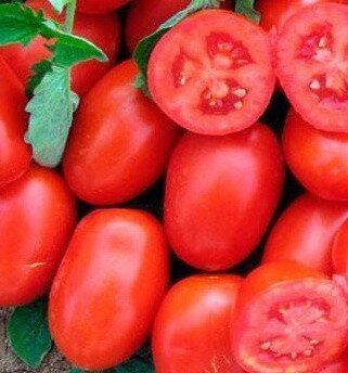 3402 F1 - насіння томата, 100 000 шт, Lark Seeds 09304 фото