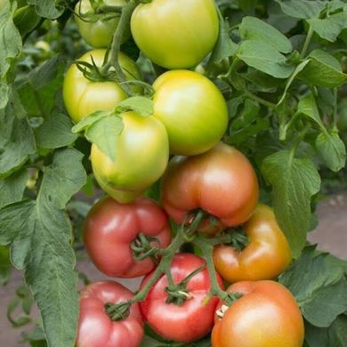 Асано F1 (КС 38 F1) - насіння томата, 100 шт, Kitano 50335 фото