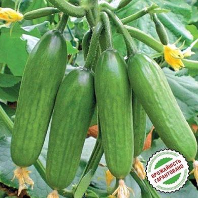 Супер Бейбі F1 - насіння огірка, 500 шт, Yuksel seeds 1013178561 фото