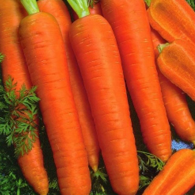 Канада F1 - семена моркови, 1 000 000 шт (2.0-2.2), Bejo 61834 фото
