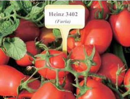3402 F1 - насіння томата, 100 000 шт, Lark Seeds 09304 фото