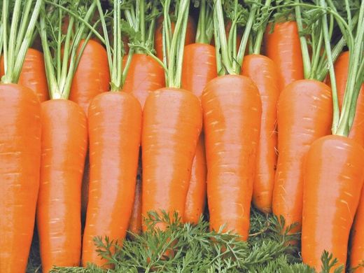 Шантане Роял - семена моркови, 10 г, СЦ Традиция 1114285821 фото