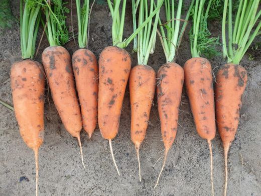 Йорк F1 - семена моркови, 25 000 шт (2.0-2.4), Spark Seeds 48110 фото