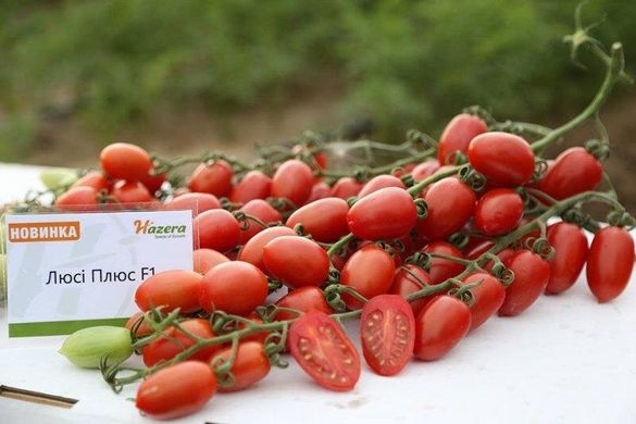 Люсі Плюс F1 - насіння томата, 250 шт, Hazera 66252 фото