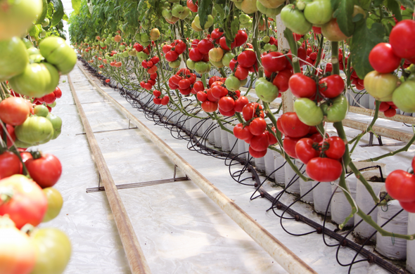 Афен F1 - насіння томата, 1000 шт, Clause 52327 фото