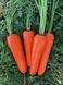 Йорк F1 - насіння моркви, 250 000 шт (1.8-2.0), Spark Seeds 48100 фото 1