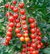 Арома F1 - насіння томата, 100 шт, Yuksel seeds 1013316678 фото 1