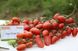 Люсі Плюс F1 - насіння томата, 250 шт, Hazera 66252 фото 3