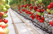 Афен F1 - насіння томата, 1000 шт, Clause 52327 фото 4