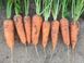 Йорк F1 - насіння моркви, 25 000 шт (1.8-2.0), Spark Seeds 47900 фото 2