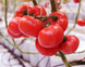 Афен F1 - насіння томата, 1000 шт, Clause 52327 фото 2