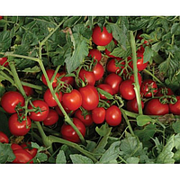 8504 F1 - насіння томата, 500 шт, Lark Seeds 03305 фото