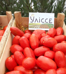 Уліссе F1 - насіння томата, 2500 шт, Syngenta 90144 фото