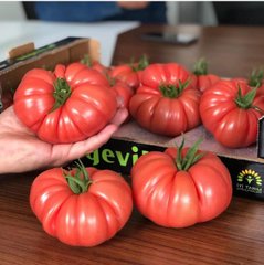 Пинк Кой F1 - семена томата, Yuksel seeds описание, фото, отзывы