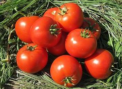 Бехрам F1 - семена томата, 500 шт, Enza Zaden 11275 фото