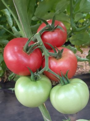 Сім-Сім (EZ 777) F1 - насіння томата, 100 шт, Libra Seeds 70102 фото