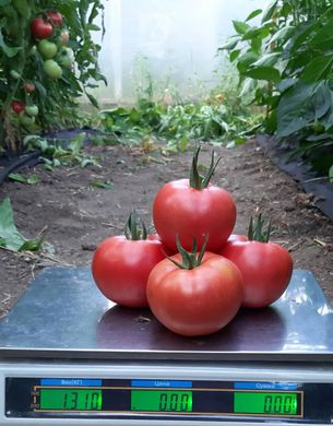 Сім-Сім (EZ 777) F1 - насіння томата, 100 шт, Libra Seeds 70102 фото