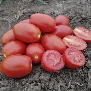 9905 F1 - насіння томата, 500 шт, Spark Seeds 03307 фото