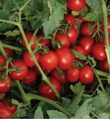 8504 F1 - насіння томата, 500 шт, Lark Seeds 03305 фото