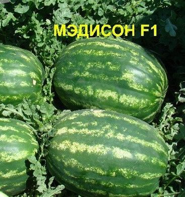 Мэдисон F1 - семена арбуза, 1000 шт, Clause 43714 фото