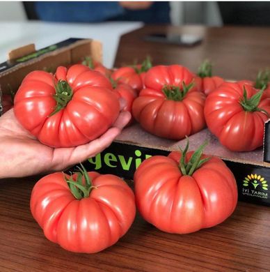 Пінк Кой F1 - насіння томата, 100 шт, Yuksel seeds 16682 фото