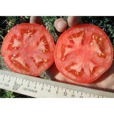 Багіра F1 - насіння томата, 5 г, Clause 66223 фото