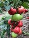 Сім-Сім (EZ 777) F1 - насіння томата, 100 шт, Libra Seeds 70102 фото 4