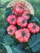 Пінк Кой F1 - насіння томата, 100 шт, Yuksel seeds 16682 фото 2