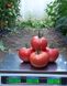 Сім-Сім (EZ 777) F1 - насіння томата, 100 шт, Libra Seeds 70102 фото 7