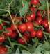 8504 F1 - насіння томата, 500 шт, Lark Seeds 03305 фото 2