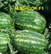 Медісон F1 - насіння кавуна, 1000 шт, Clause 43714 фото 3