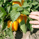 Бачата F1 - семена сладкого перца, Rijk Zwaan купить в Украине с доставкой