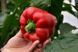 Феліпе F1 - насіння солодкого перцю, 1000 шт, Sakata 58681 фото 3