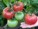 Сім-Сім (EZ 777) F1 - насіння томата, 100 шт, Libra Seeds 70102 фото 1